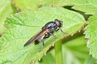 Cheilosia albitarsis