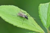 Chironomidae