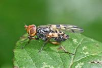 Otites porcus