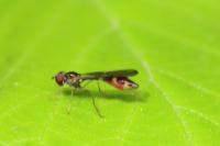 Sphegina