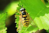 Chrysotoxum cautum