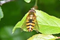 Epistrophe nitidicollis