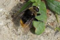 Volucella bombylans