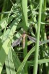 Tipula vernalis