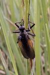 Empis tessellata