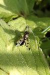 Geomyza tripunctata
