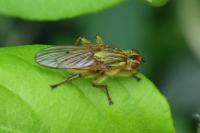 Scathophaga stercoraria