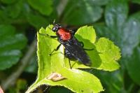 Clitellaria ephippium