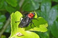 Clitellaria ephippium