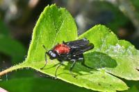 Clitellaria ephippium