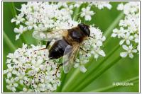 Eristalis tenax