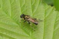 Xylota segnis