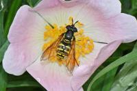 Chrysotoxum cautum