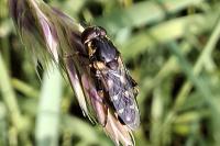 Syritta pipiens