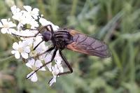 Empis tessellata