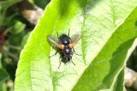Zophomyia temula