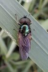 Chloromyia formosa