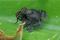Platystoma seminationis