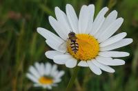 Eupeodes corollae