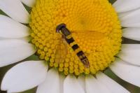 Sphaerophoria scripta