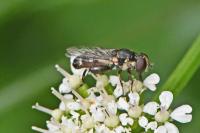Syritta pipiens