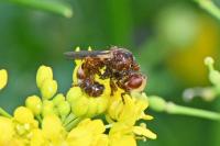 Sicus ferrugineus