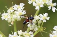 Cylindromyia brassicaria