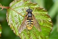 Chrysotoxum cautum