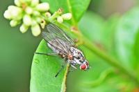 Hylemya vagans