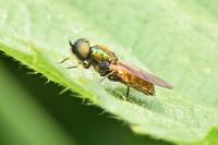 Chloromyia formosa