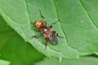 Sicus