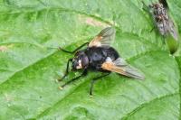 Mesembrina meridiana