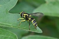 Xanthogramma