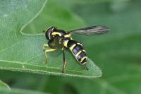 Xanthogramma