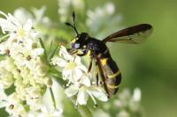 Ceriana conopsoides