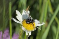 Bombylella atra
