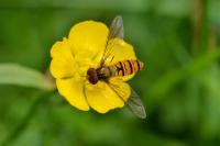 Episyrphus balteatus