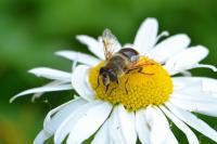 Eristalis tenax