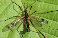 Dictenidia bimaculata