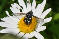 Bombylella atra