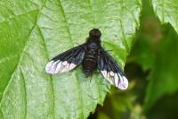 Hemipenthes morio
