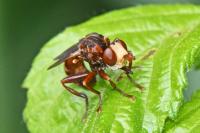 Sicus ferrugineus