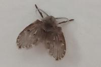 Clogmia albipunctata