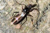Tachydromia