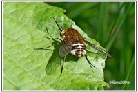 Bombylius cruciatus