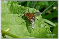 Bombylius cruciatus