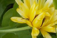Sphaerophoria scripta