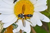 Cylindromyia auriceps