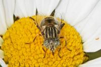 Eristalinus