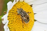 Eristalinus